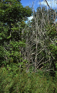 Color image of dead and live sugar maples (Acer saccharum) north of Jim Smith Hill following saddle-prominent caterpillar defoliation. False Color Infrared/True Color Project.