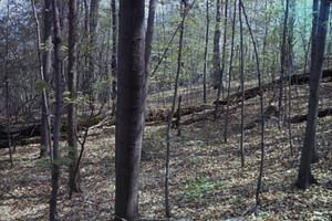 Permanent Plot 1043 - sugar maples (Acer saccharum)