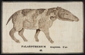 Orra White Hitchcock drawing of palaeotherium magnum