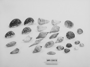 Seashell Collection