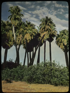 Palm trees bordered with bushes