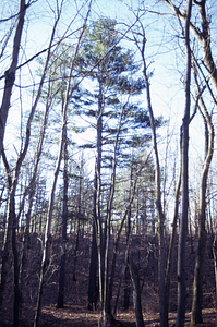 "Hopkins Pines" on Ford Glen Brook.