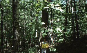 Birch Strips - White Birch Regeneration Study - White Birch Study Area. Strip Treatment Plot 1.5A. Landscape orientation.