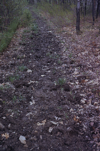 Trail erosion from horses on southern leg of the Lower Loop Trail.