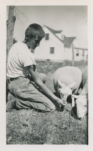 Cheviot sheep and Robert Brackley, New Salem Academy Class of 1955
