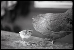 Chick and hen, Montague Farm Commune