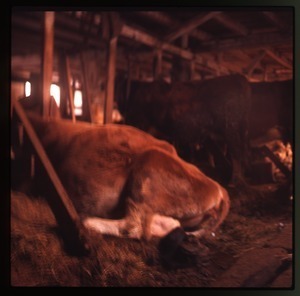 Cows in their stalls, Montague Farm Commune