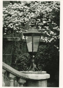 Lamp post with a flowering tree