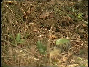 In Touch with Nature: Learning Gate at Nature's Classroom