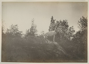Statue of a Stag on Top of a Rocky Hill: Melrose, Mass.