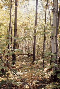 Red maple and paper birch in old pasture inside Lower Loop Trail.