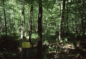 Birch Strips - White Birch Regeneration Study - White Birch Study Area. Strip Treatment Plot 2.5B. Portrait orientation.