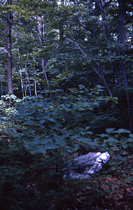 Red oak and beech in Permanent Plot 0714
