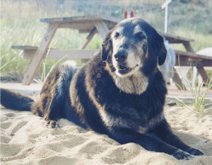 'Chubby'--Beach Dog