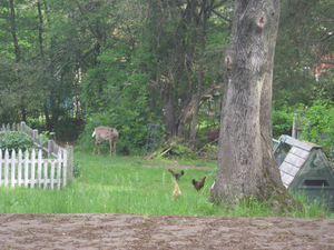 Country life in suburbs