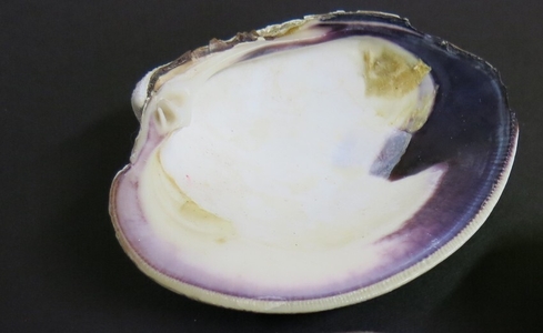 Quahog shell