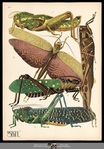 Insectes. Plate 7