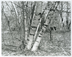 Clump of birch