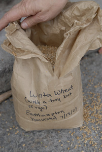 Hungry Ghost Bread: a bag of locally-grown grain (winter wheat and rye) used at the bakery