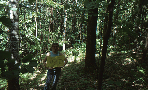Birch Strips - White Birch Regeneration Study - White Birch Study Area. Strip Treatment Plot 1.5D. Landscape orientation.