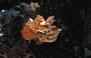 Chicken-of-the-woodsmushroom on red oak trunk.