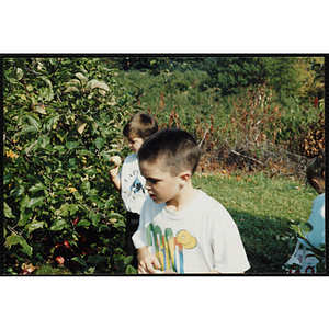 Children pick apples from trees in an orchard