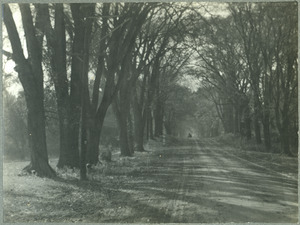 Tree-lined lane, with carriage in background