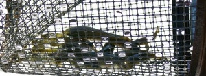 Trap with juvenile fish, Wellfleet Bay Wildlife Sanctuary
