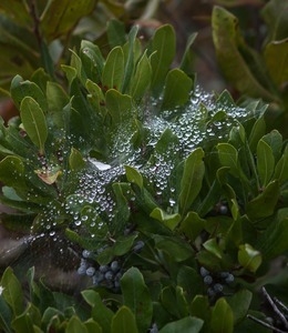Dew-covered spider web on a blueberry bush near Fowler Dune Shack, Provincetown