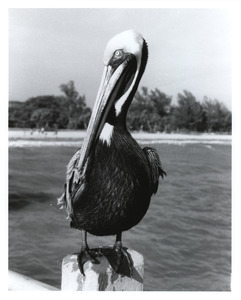 Pelican on pier post