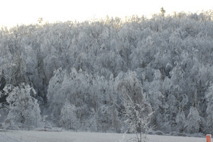 Hillside of ice-covered trees