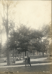 Tree Number One Hundred Nine in the Boston Common