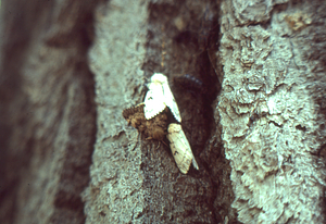 Adult gypsy moths, larger, lighter female above, smaller, darker male below, on beech trunk.