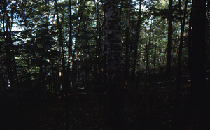 Paper birch regeneration study - Birch Strips. Isolation Strip 1.5 with mature paper birch.