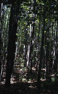 Red maple (Acer rubrum) invasion in old pasture north of Lower Loop Carriage Road Trail.