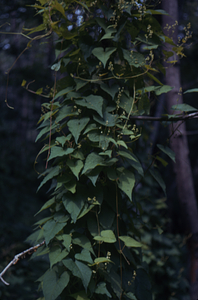False buckwheat (Polygonum cilinode) in flower climbing tree in area defoliated previously by the saddle-prominent caterpillars.