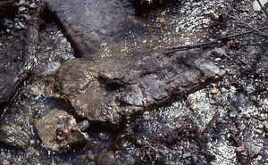 Round faucet wheel handle (foreground center) on water pipe (center and background) heading downstream in Ford Glen Brook to the AL Hopkins mansion.