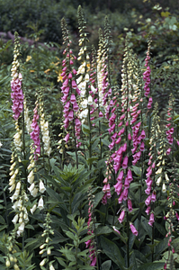 Foxglove (Digitalis purpurea) persisting in the Buxton Garden site along Carriage Road trail.