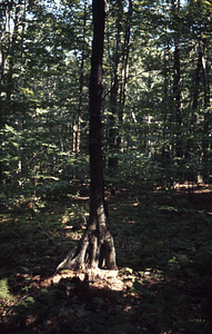 Yellow birch near Birch Brook.