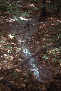 Overland flow in South+Middle Branch of Birch Brook the morning after the 2.5" overnight (29-30 June 1973) rainfall event.