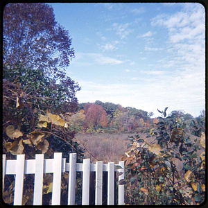 Lilly Pond, no water, from Appleton Street