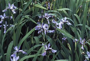 Blueflag Iris in Buxton Garden