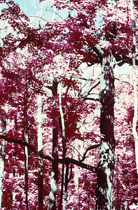 False color IR image of dead sugar maples (Acer saccharum) and live red oaks (Quercus rubra) north of Jim Smith Hill following saddle-prominent caterpillar defoliation. False Color Infrared/True Color Project.