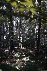 Paper birch in Permanent Plot 0719