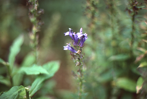 Great blue lobelia in Buxton Garden.
