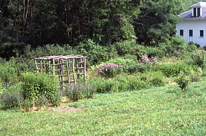 Grape arbor in renovated Buxton Garden.