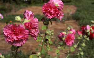 Double hollyhocks in Buxton Garden