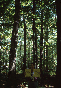 Birch Strips - White Birch Regeneration Study - White Birch Study Area. Strip Treatment Plot 3.5B. Portrait orientation.