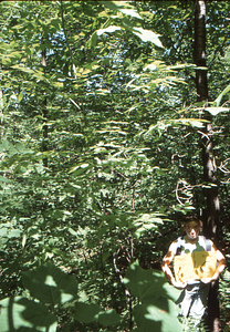 Birch Strips - White Birch Regeneration Study - White Birch Study Area. Strip Treatment Plot 2C. Portrait orientation.