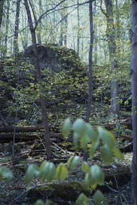Carbonate outcrop in Beinecke Stand